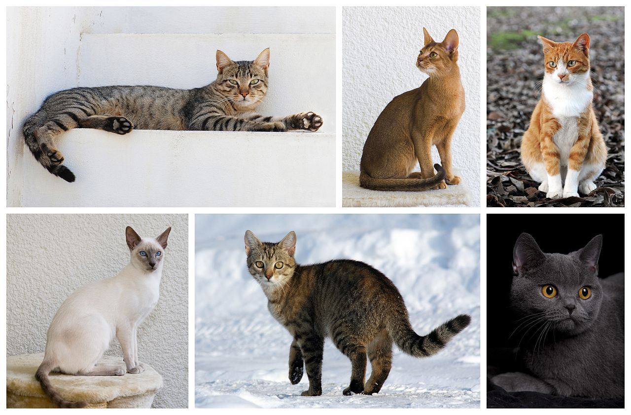 1280px-Cat_poster_1