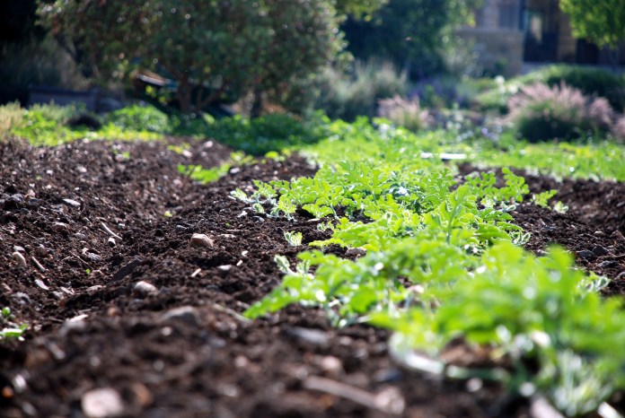 agriculture plants
