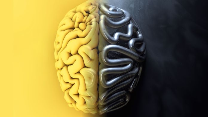 AI algorithms vs biological brain