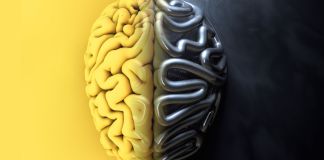AI algorithms vs biological brain