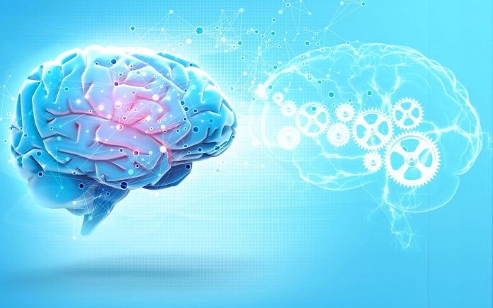 human brains and AI