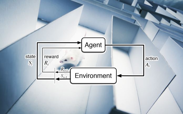 mouse maze reinforcement learning