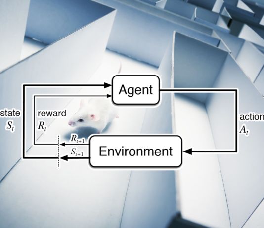 mouse maze reinforcement learning