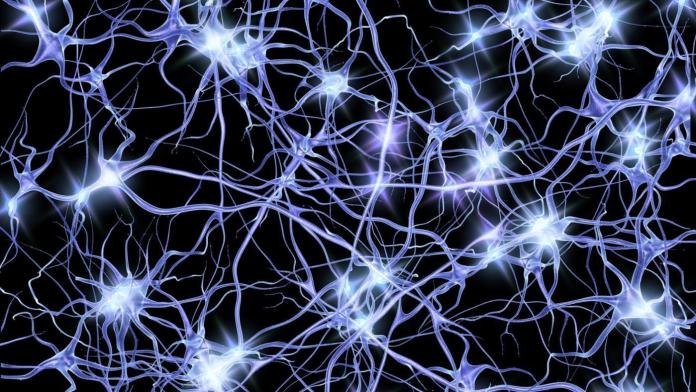 neurons