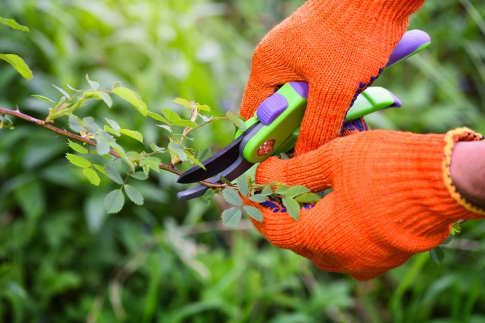 Spring pruning roses in the garden, gardener's hands with secateur