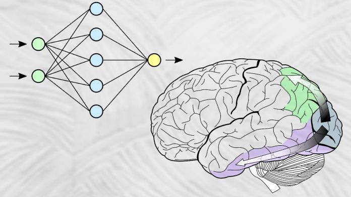 visual cortex vs neural networks